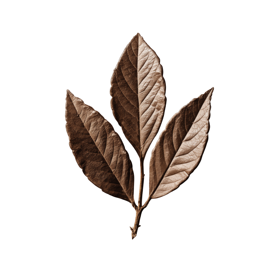 Brown Kapitaal Logo